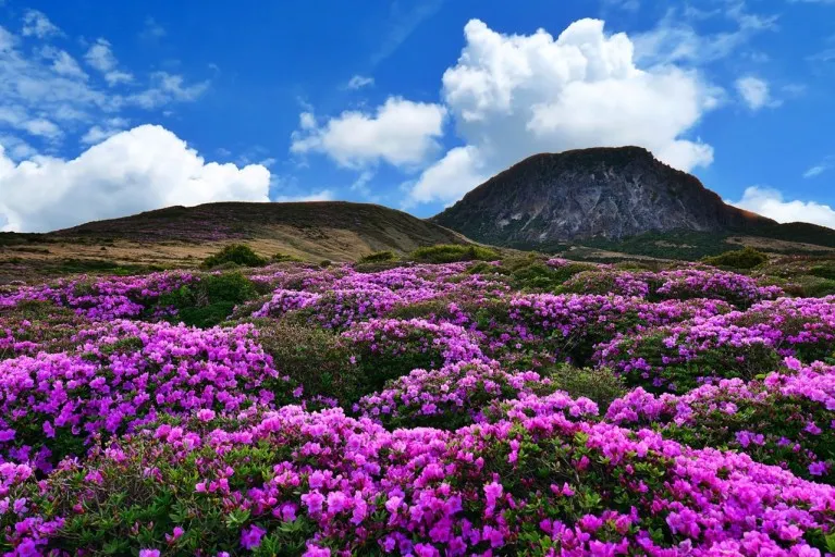제주도와 한라산